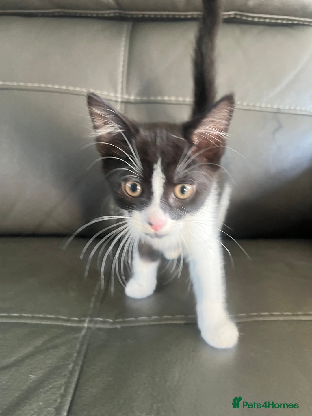 Mixed Breed cats for sale: Kittens  - Image 1