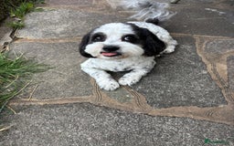 Mixed Breed dogs for sale: miniature schnauzer - Image 18