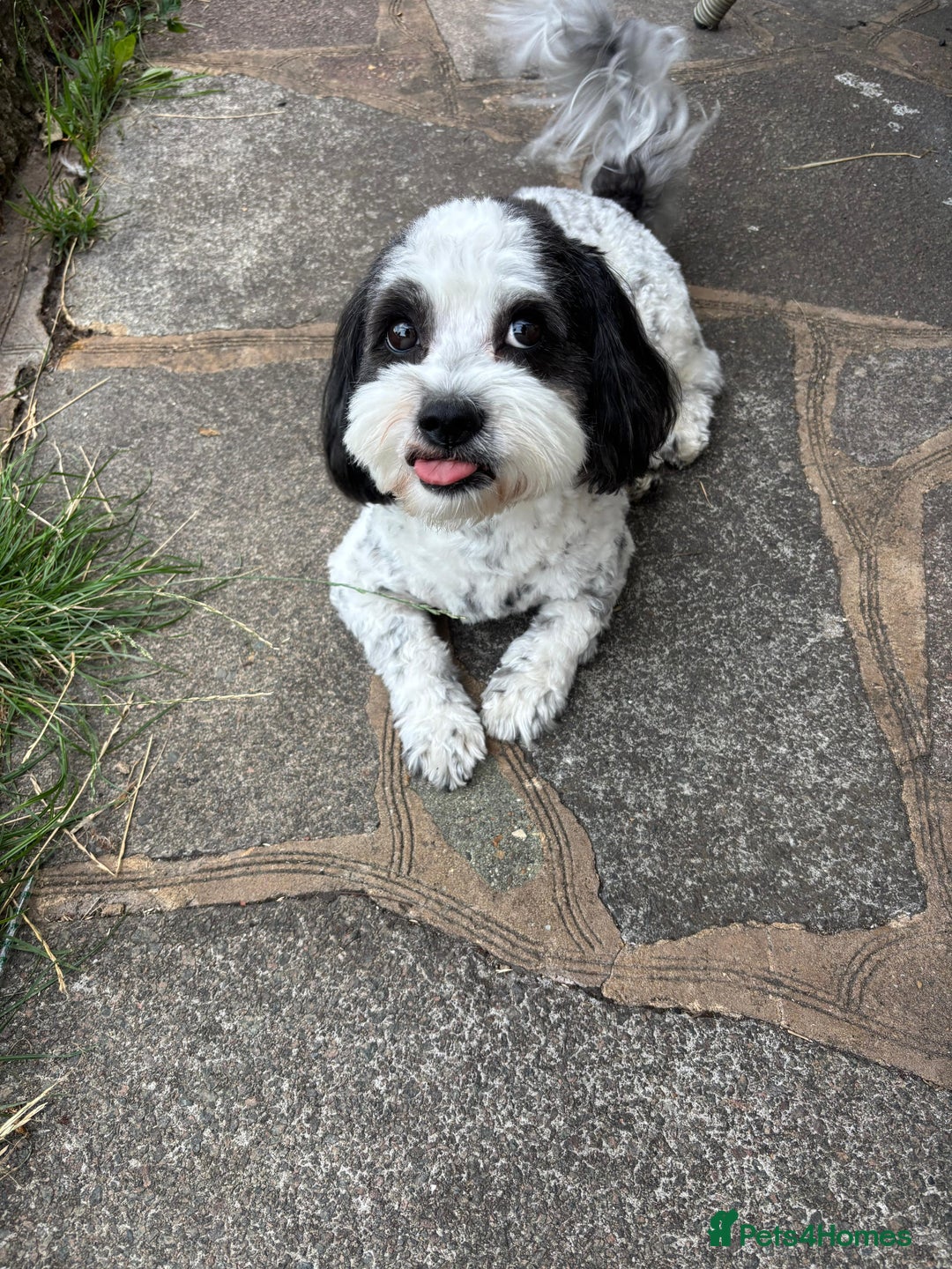Mixed Breed dogs for sale: miniature schnauzer - Image 18