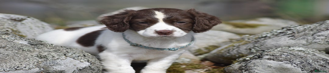 English Springer Spaniel Puppy 6