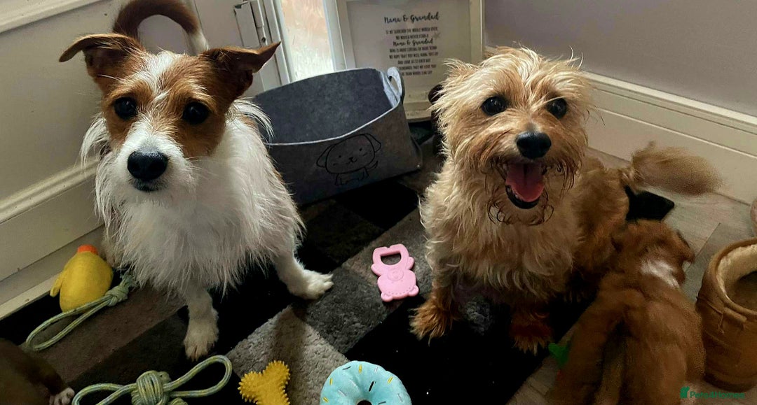 Mixed Breed dogs for sale: Beautiful YorkieRussell pups for sale! Small size  - Image 20