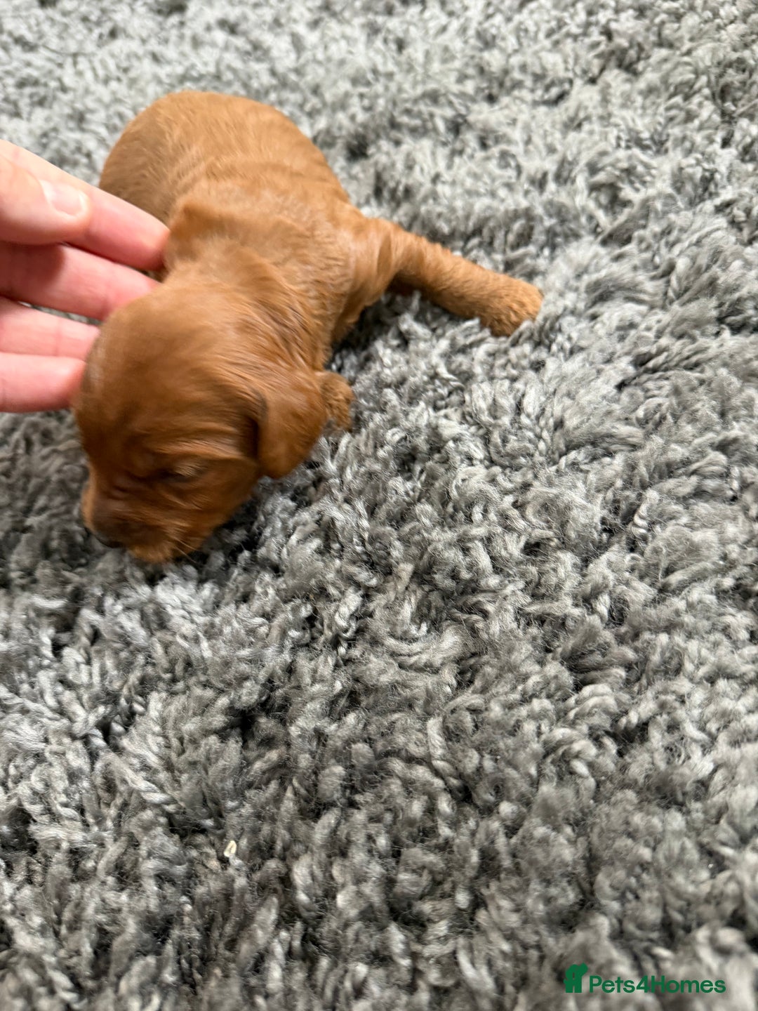 Cockapoo dogs for sale: F1B cockapoofor sale - Image 4