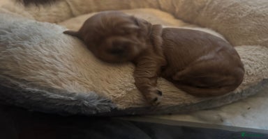 Cockapoo dogs - Advert 12