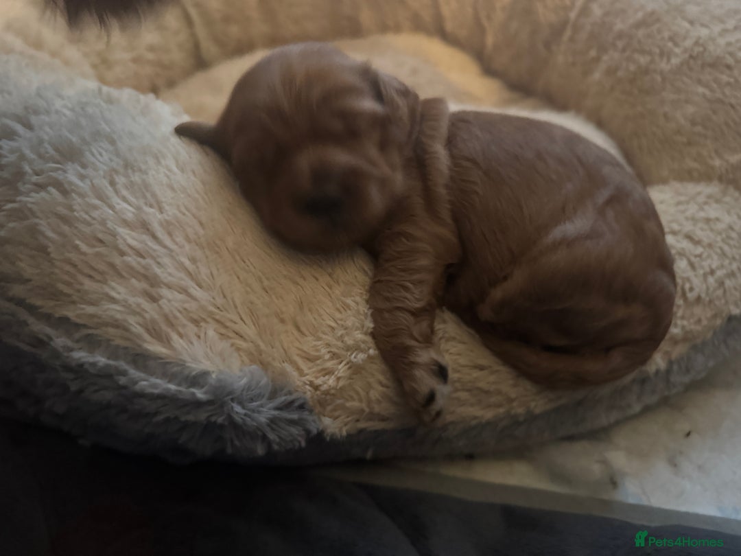 Cockapoo dogs for sale: F1 Cockapoo puppies  - Image 1