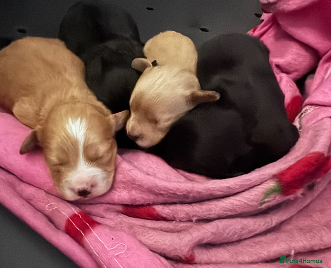 Cockapoo dogs for sale: Beautiful cockapoo puppies 🐶  in Carlisle - Advert 2