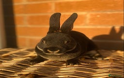Rex rabbits for sale: Female & male otter/BEW mini rex rabbits  - Image 7