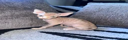 Sphynx cats for sale: Canadian sphynx ready to leave now  - Advert 9