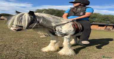 Irish Cob horses - Advert 2