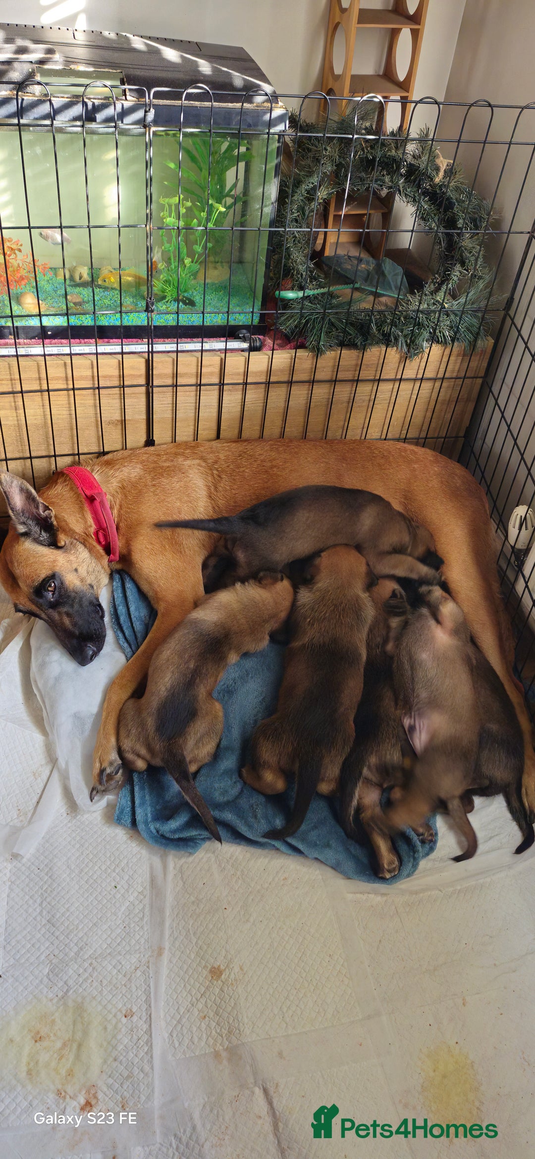 Belgian Shepherd Dog dogs for sale: Stunning Belgian Malinois Puppies - Image 6