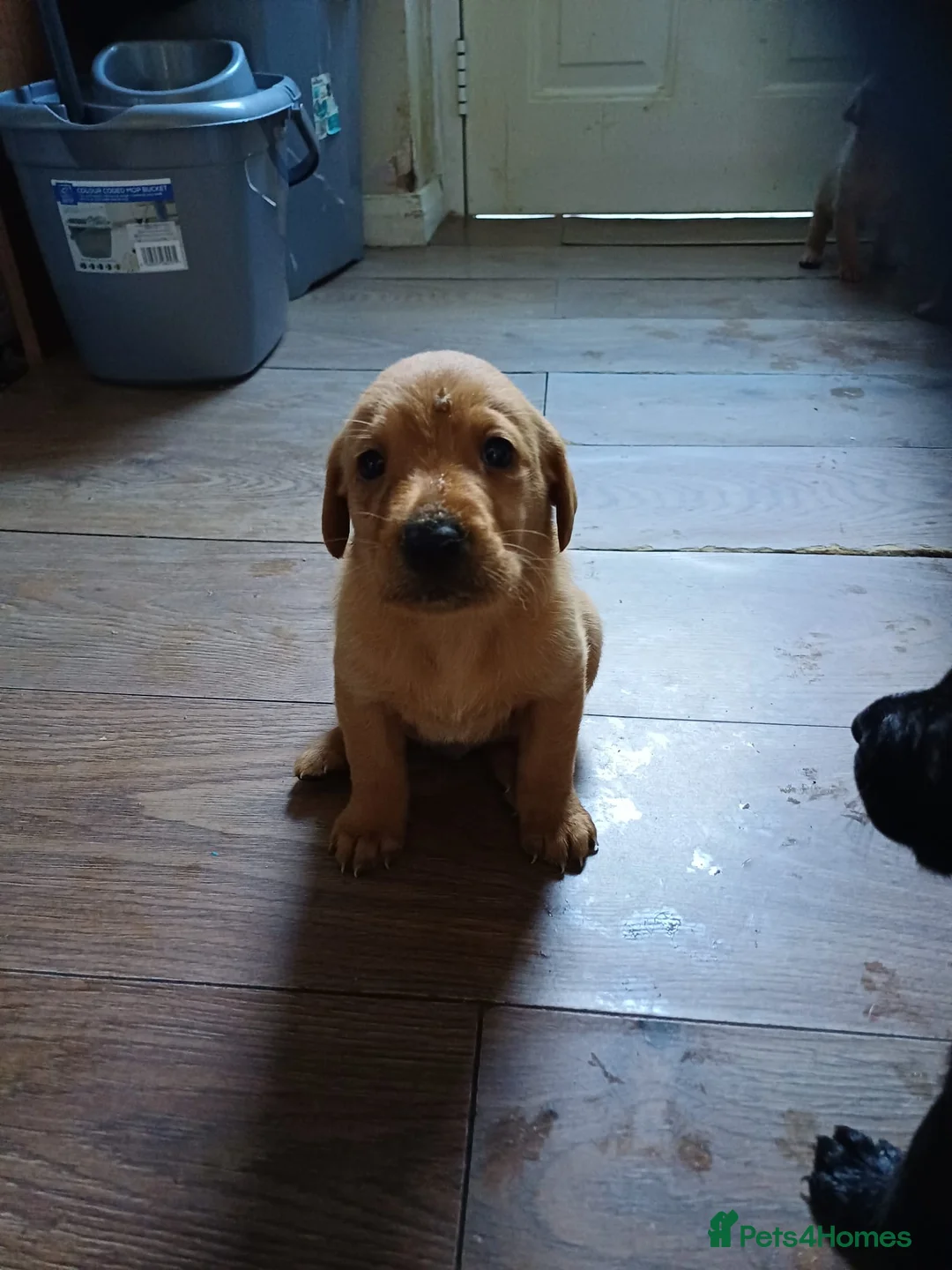 Labrador Retriever dogs for sale: Labrador puppies  - Advert 2