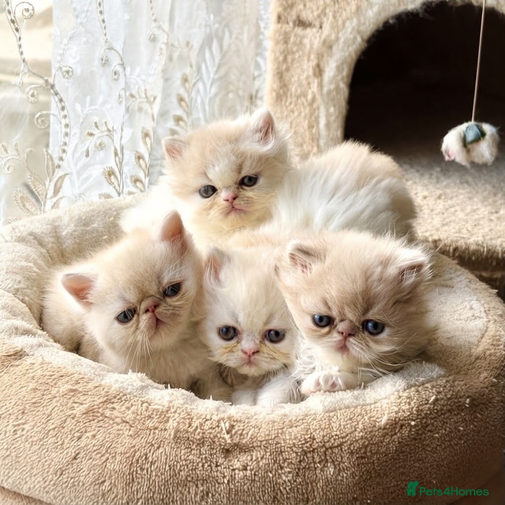 Exotic cats Exotic Persian  kittens - Advert 1