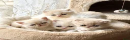 Exotic cats for sale: Exotic Persian  kittens - Advert 1