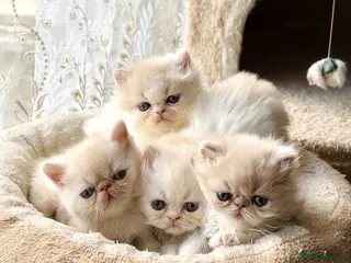 Exotic cats Exotic Persian kittens - Advert 1
