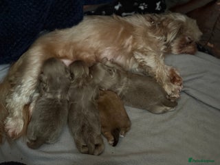 Shih Tzu dogs 4 beautiful stunning shih tzu puppies - Advert 1