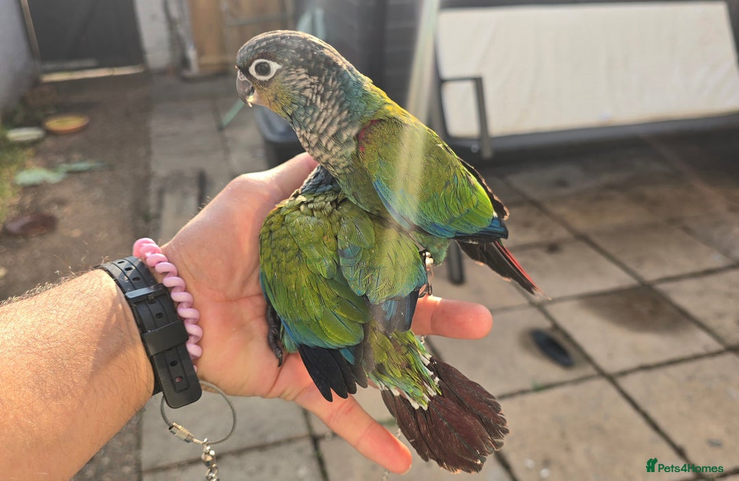 Conures birds for sale: Crimson bellied conure, handrear,silly tame - Image 4