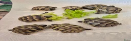 Tortoise reptiles for sale: Spurthied hatchlings  - Advert 3