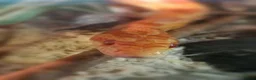 Corn Snake reptiles for sale: 2 corn snakes, proven breeders. Male and female in Coventry - Advert 5