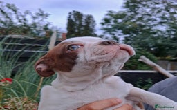 Boston Terrier dogs for sale: Boston little Girl - Image 5