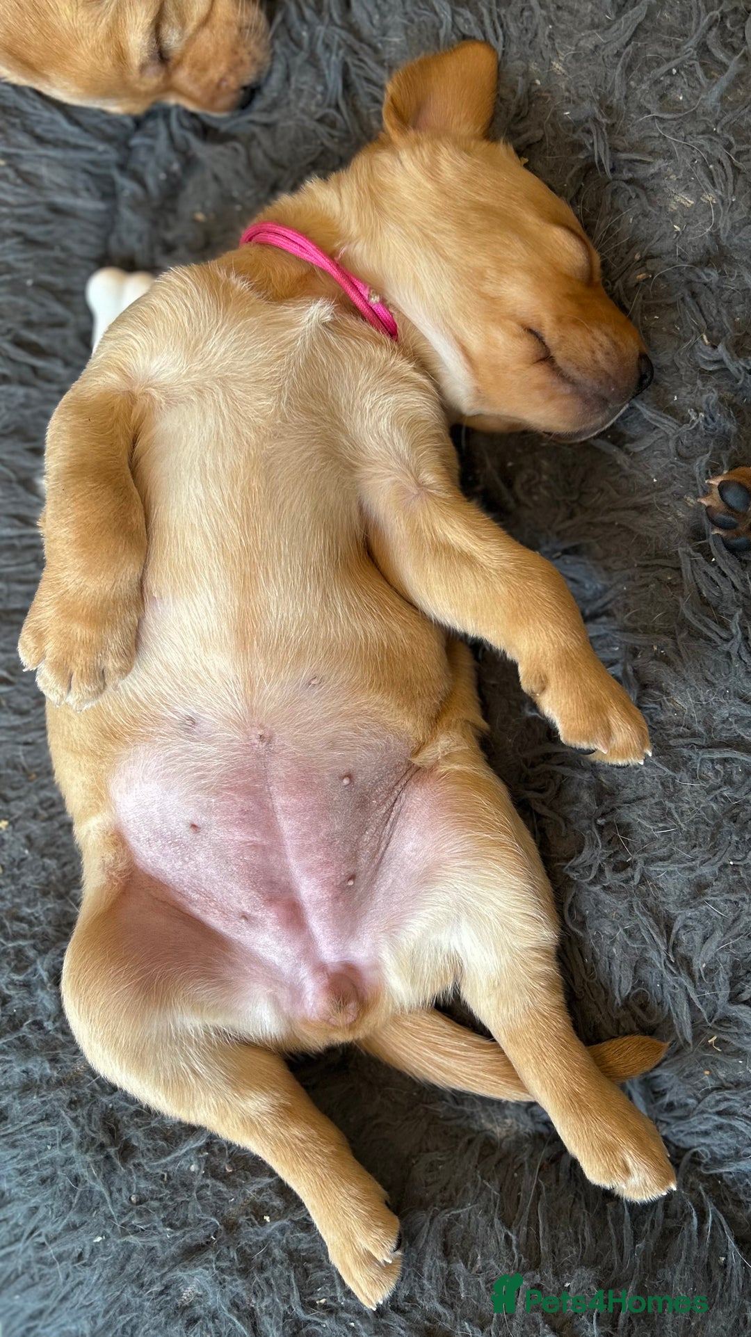 Labrador Retriever dogs for sale: Family/Working bred KC Labradors - Image 33