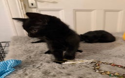 Mixed Breed cats for sale: Beautiful black kittens ready now - Image 3