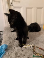 Mixed Breed cats - Advert 9