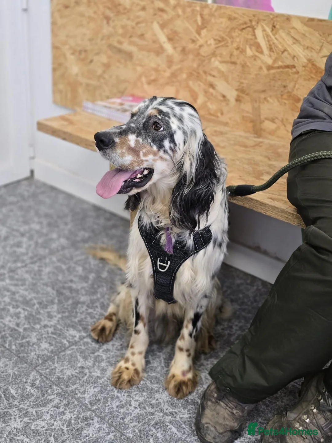 English Setter dogs for adoption: Drick - Advert 11