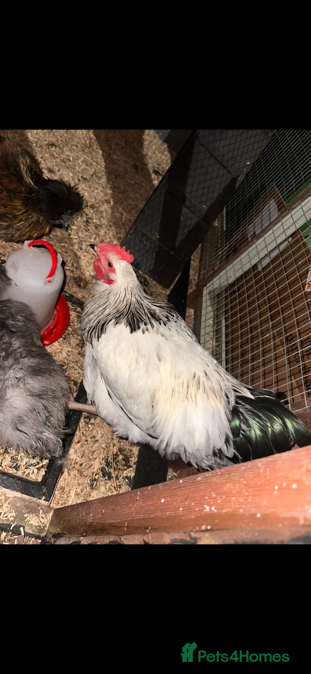 Chickens poultry for sale: Light Sussex cockerel in Sunderland - Advert 4