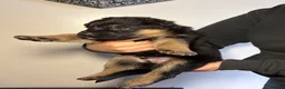 German Shepherd dogs for sale: 🐾 Beautiful German Shepherd Puppies 🐾 - Advert 14