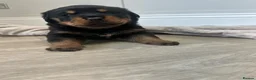 Rottweiler dogs for sale: OUTSTANDING QUALITY GERMAN ROTTWEILER PUPPIES  in Canvey Island - Advert 10