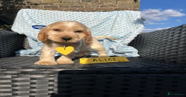 Cocker Spaniel dogs - Advert 7