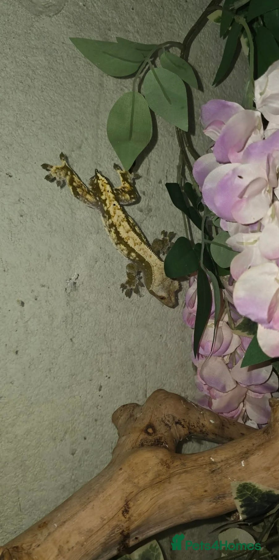 Gecko reptiles crested geckos please read the description  - Advert 5
