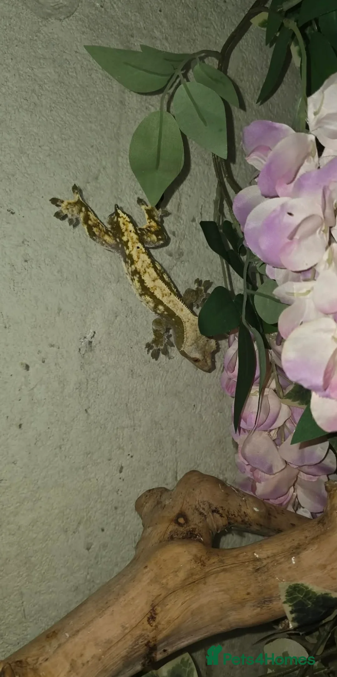 Gecko reptiles for sale: crested geckos please read the description  - Advert 1