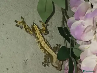 Gecko reptiles crested geckos please read the description - Advert 1