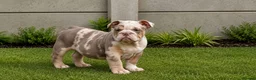 English Bulldog dogs for sale: REDUCED. READY TO LEAVE! - Advert 7