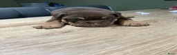 Olde English Bulldogge dogs for sale: Old English x English Bulldog puppies - Advert 24