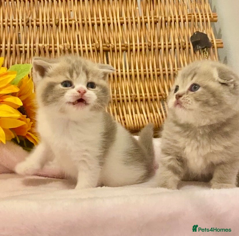Scottish Fold cats 🧸QUALITY TICA REG FAWN SCOTTISH/BSH 😻🧸 - Advert 6