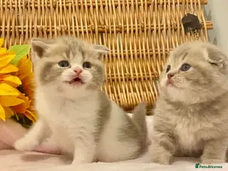 Scottish Fold cats 🧸QUALITY TICA REG FAWN SCOTTISH/BSH 😻🧸 - Advert 6