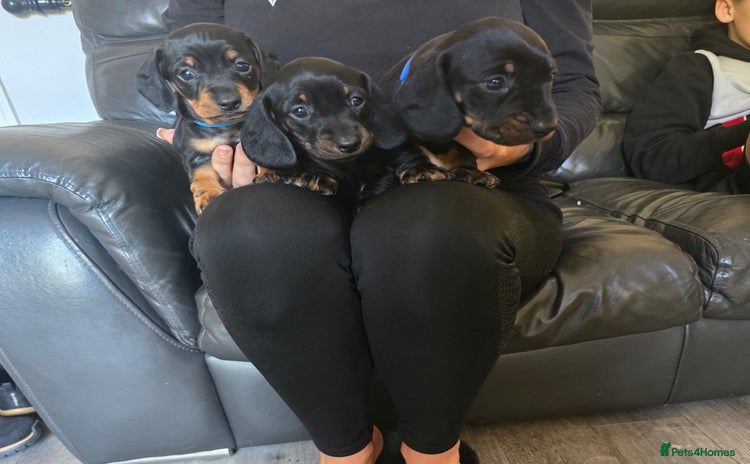 Dachshund dogs - Advert 6