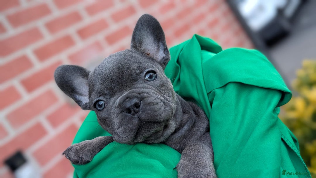 French Bulldog dogs for sale: Stunning French bulldog puppies 🐕 - Image 4