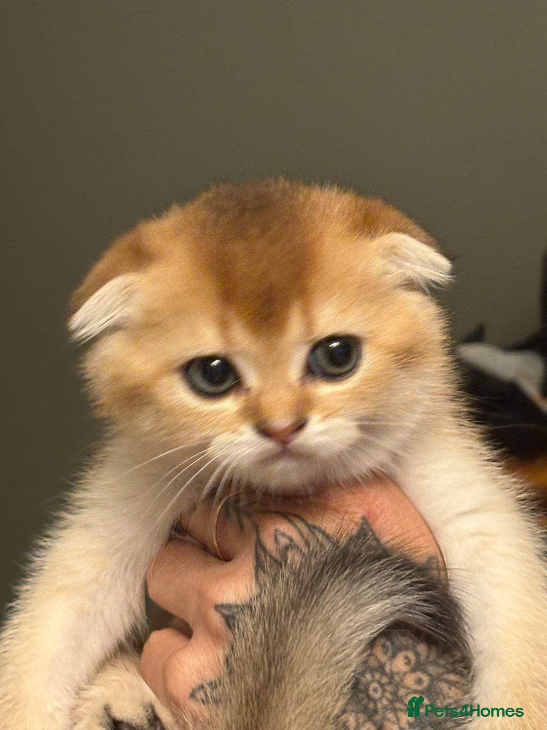 Scottish Fold cats for sale: GOLDEN CHINCHILLA SCOTTISH FOLDS - Image 10