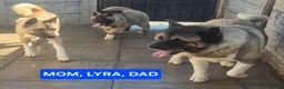 Akita dogs for sale: AMERICAN AKITA FEMALE (LAST ONE) - Advert 9