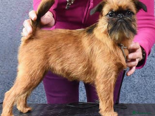 Griffon Bruxellois dogs Show quality smooth Griffons - Advert 3