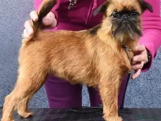 Griffon Bruxellois dogs Show quality smooth Griffons - Advert 2