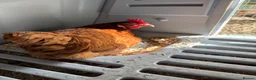 Chickens poultry for sale: Black tail brown chicken  in Peterborough - Advert 1