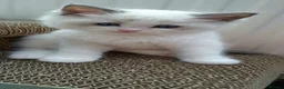 Ragdoll cats for sale: Pure breed GCCF Reg kittens - Advert 8