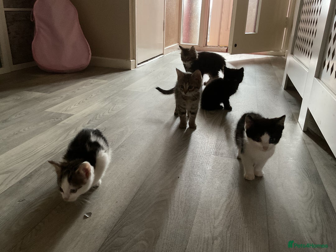 Mixed Breed cats for sale: Kittens for sale ready to go now   - Advert 29
