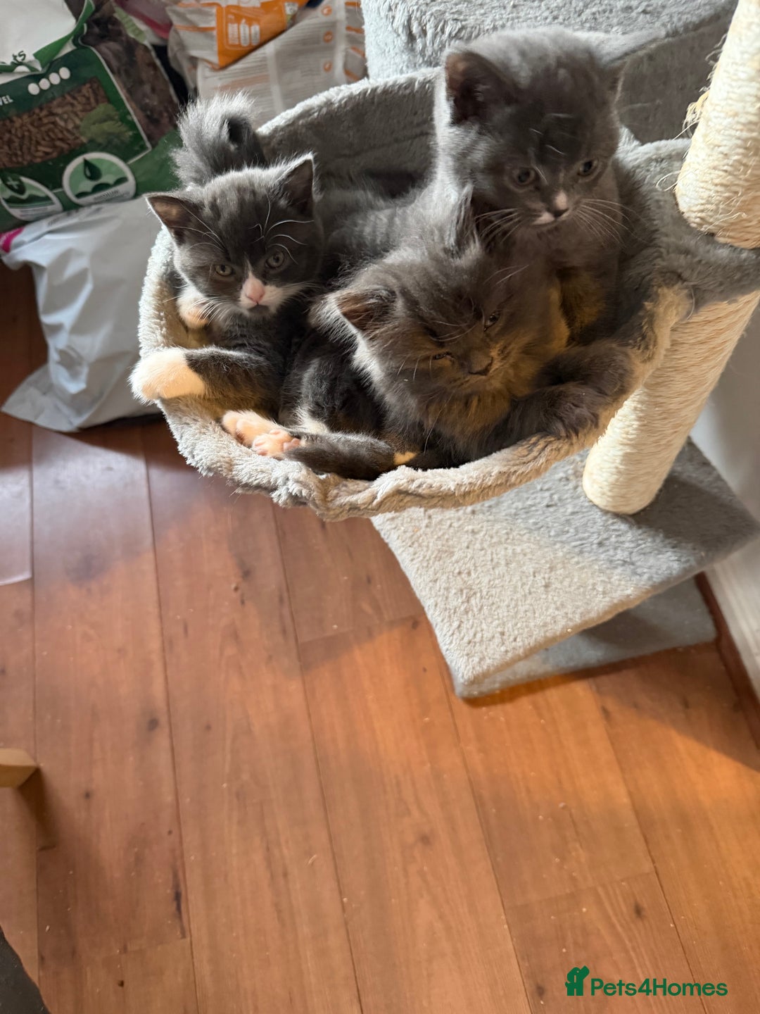British Shorthair cats for sale: Two beautiful bi colour girls ready for new homes  - Advert 6