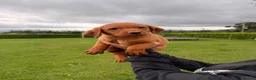 Labrador Retriever dogs for sale: Stunning Labrador pups for sale  - Advert 14