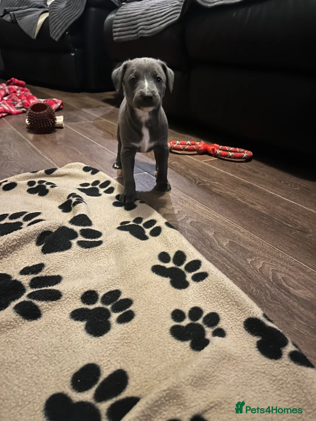 Lurcher dogs for sale: Bedlington Whippet pups for sale - Advert 33