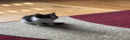Mixed Breed cats for sale: Mixed bread kittens ready to go £100 - Advert 5